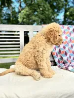 Savannah, a female Labradoodle for sale in Archbold, OH – 5 of 6