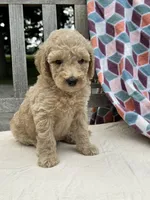 Pearl, a female Labradoodle for sale in Archbold, OH – 4 of 4