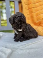 Tess, a male Labradoodle for sale in Archbold, OH – 4 of 5