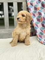 Zoe, a female Labradoodle for sale in Archbold, OH – 2 of 5