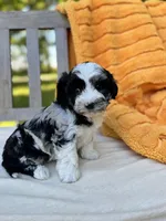 Sheldon, a male Labradoodle for sale in Archbold, OH – 5 of 5
