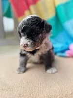 Trooper, a male Miniature Labradoodle for sale in Archbold, OH – Photo 4 of 5