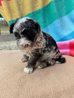 Trooper, a male Miniature Labradoodle for sale in Archbold, OH – Photo 5 of 5