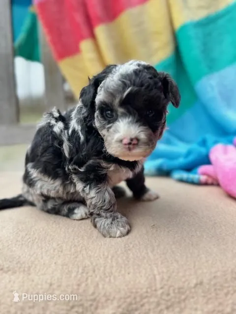 Trooper – Miniature Labradoodle puppy for sale in Archbold, OH