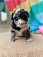 Trooper, a male Miniature Labradoodle for sale in Archbold, OH – Photo 2 of 5