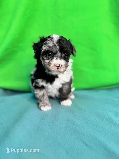 Trooper – Miniature Labradoodle puppy for sale in Archbold, OH