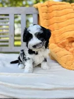 Sheldon, a male Labradoodle for sale in Archbold, OH – 4 of 5