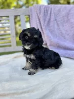 Amelia, a female Schnoodle for sale in Archbold, OH – 2 of 6
