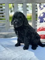 Betsy, a female Labradoodle for sale in Archbold, OH – 4 of 4