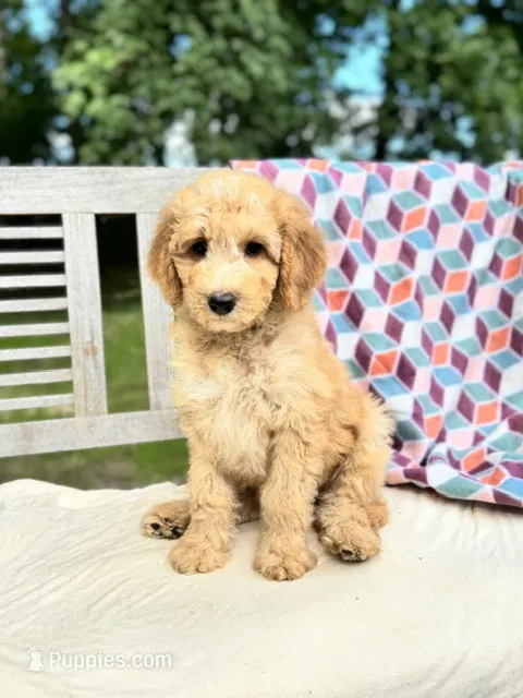 Zoe – Labradoodle puppy for sale in Archbold, OH