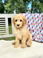 Zoe, a female Labradoodle for sale in Archbold, OH – 1 of 7