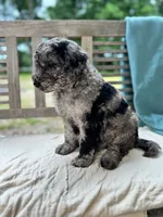 Mazie, a female Labradoodle for sale in Archbold, OH – 2 of 4
