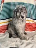 Finley, a female Labradoodle for sale in Archbold, OH – Photo 8 of 10