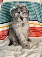 Finley, a female Labradoodle for sale in Archbold, OH – Photo 10 of 10