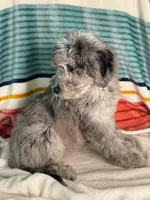 Finley, a female Labradoodle for sale in Archbold, OH – Photo 7 of 10