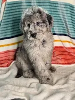 Finley, a female Labradoodle for sale in Archbold, OH – Photo 1 of 10