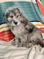 Finley, a female Labradoodle for sale in Archbold, OH – Photo 3 of 10