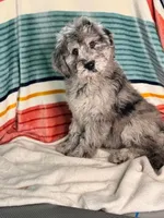 Finley, a female Labradoodle for sale in Archbold, OH – Photo 4 of 10