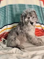 Finley, a female Labradoodle for sale in Archbold, OH – Photo 6 of 10