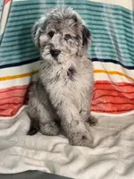 Finley, a female Labradoodle for sale in Archbold, OH – Photo 9 of 10