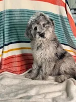 Finley, a female Labradoodle for sale in Archbold, OH – Photo 5 of 10