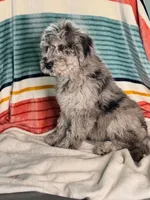 Finley, a female Labradoodle for sale in Archbold, OH – Photo 2 of 10