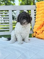 Brutus, a male Labradoodle for sale in Archbold, OH – 2 of 4