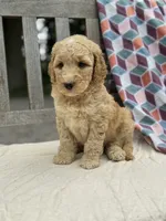 Savannah, a female Labradoodle for sale in Archbold, OH – 3 of 4