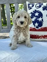 Nelson, a male Labradoodle for sale in Archbold, OH – 2 of 5