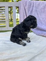 Amelia, a female Schnoodle for sale in Archbold, OH – 5 of 6