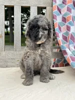 Jagger, a male Labradoodle for sale in Archbold, OH – 4 of 5