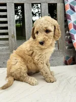Savannah, a female Labradoodle for sale in Archbold, OH – 4 of 4