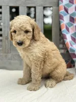 Monty, a male Labradoodle for sale in Archbold, OH – 3 of 4