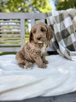 Baxter , a male Labradoodle for sale in Archbold, OH – 2 of 5