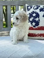 Stanley, a male Labradoodle for sale in Archbold, OH – 5 of 5