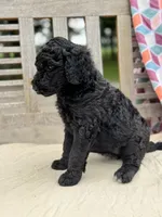Lola, a female Labradoodle for sale in Archbold, OH – 4 of 5