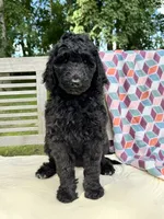 Lola, a female Labradoodle for sale in Archbold, OH – 5 of 6