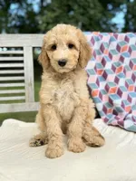 Zoe, a female Labradoodle for sale in Archbold, OH – 4 of 7