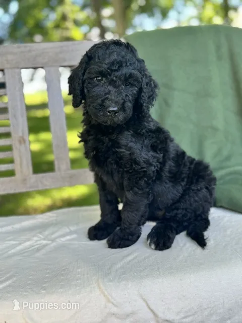 Lola – Labradoodle puppy for sale in Archbold, OH
