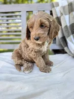 Baxter , a male Labradoodle for sale in Archbold, OH – 4 of 5
