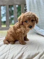 Annie, a female Miniature Labradoodle for sale in Archbold, OH – 4 of 6