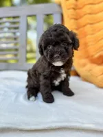 Tess, a male Labradoodle for sale in Archbold, OH – 2 of 5