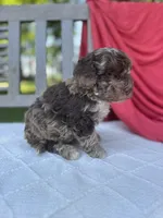 Vincent, a male Poodle - Miniature  for sale in Archbold, OH – 5 of 5