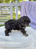 Eleanor, a female Schnoodle for sale in Archbold, OH – 3 of 6