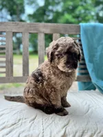 Marley, a female Labradoodle for sale in Archbold, OH – 3 of 5