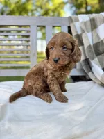 Winston, a male Labradoodle for sale in Archbold, OH – 3 of 5