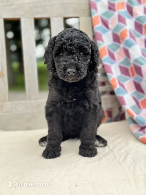 Lola – Labradoodle puppy for sale in Archbold, OH