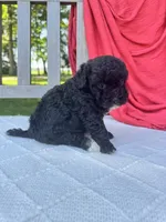 Piper, a female Poodle - Miniature  for sale in Archbold, OH – 3 of 5
