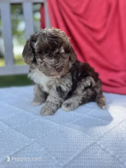 Vincent – Poodle - Miniature  puppy for sale in Archbold, OH