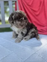 Vincent, a male Poodle - Miniature  for sale in Archbold, OH – 1 of 5